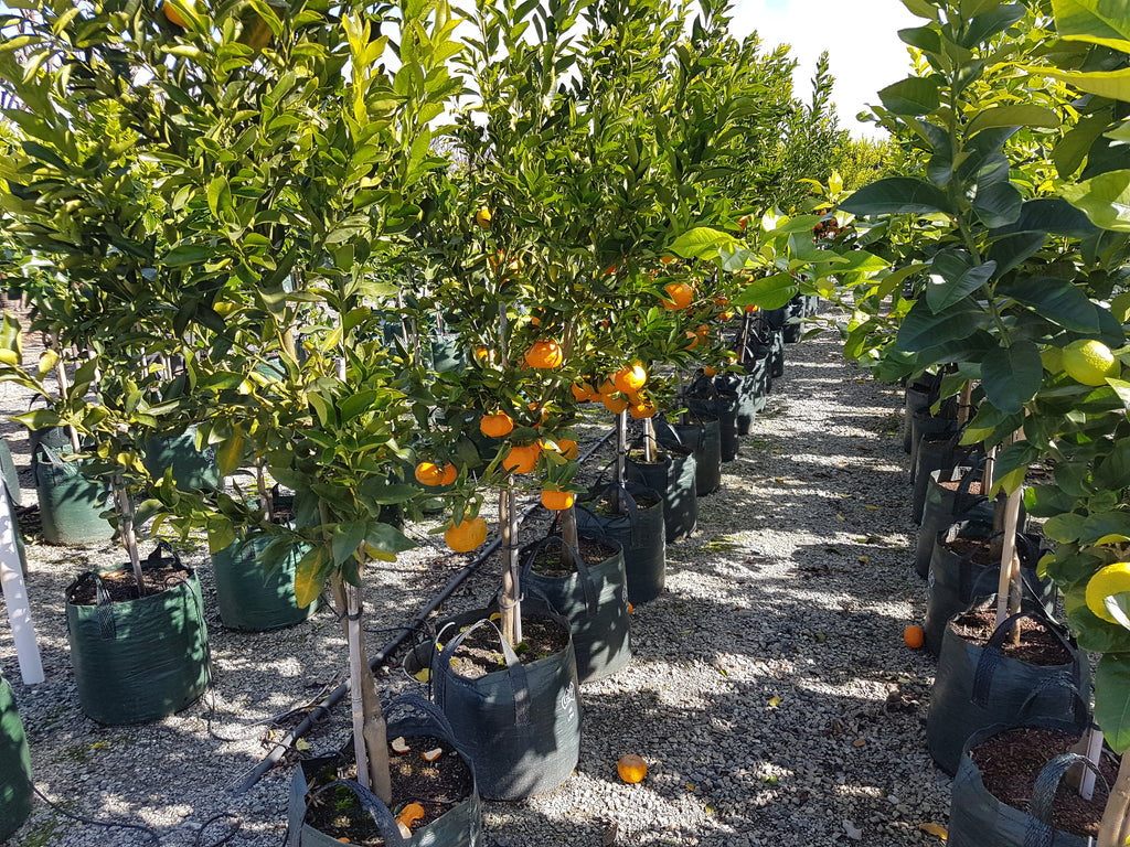 Chile firma un Acuerdo de Exportación de Cítricos con China