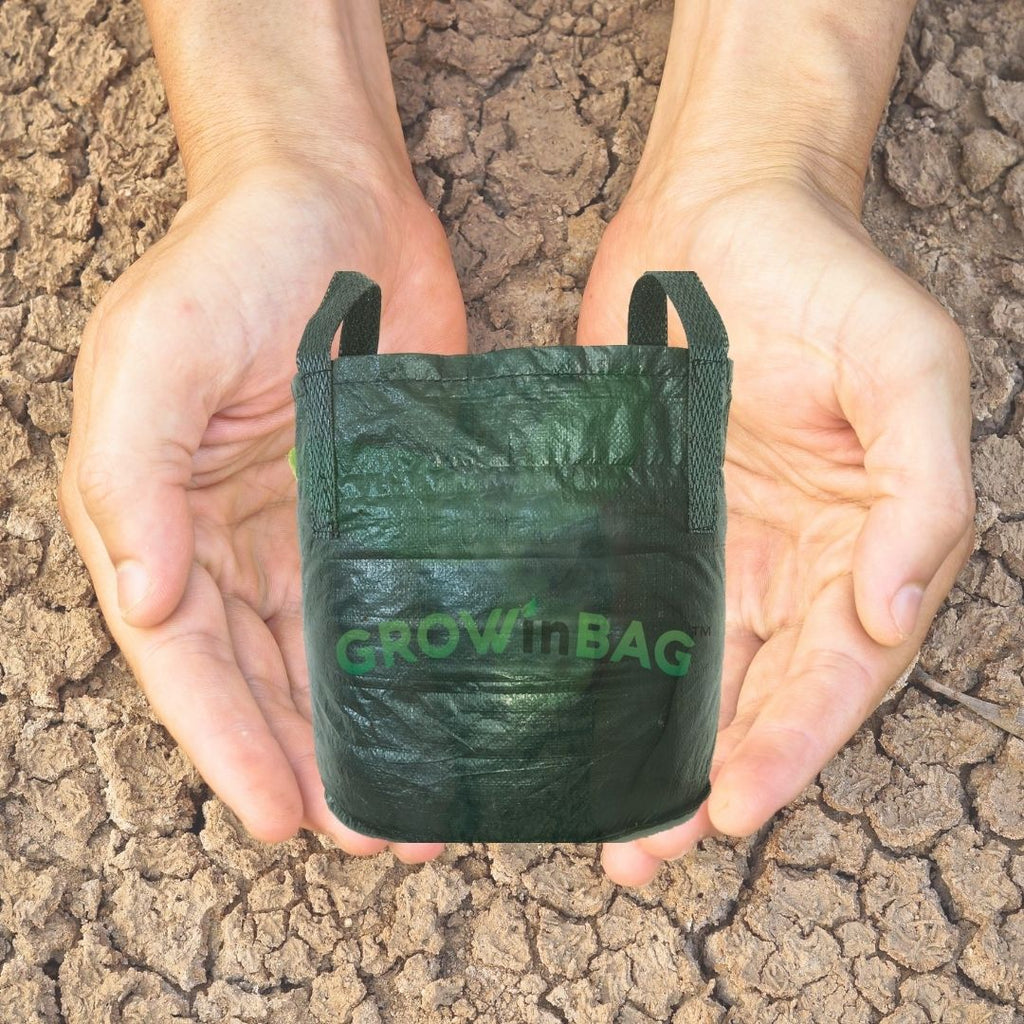 Chile se seca: recomendaciones básicas para un sistema de plantación en bolsa para vivero.