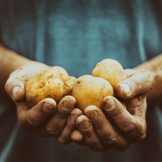 cómo cultivar patatas organicas
