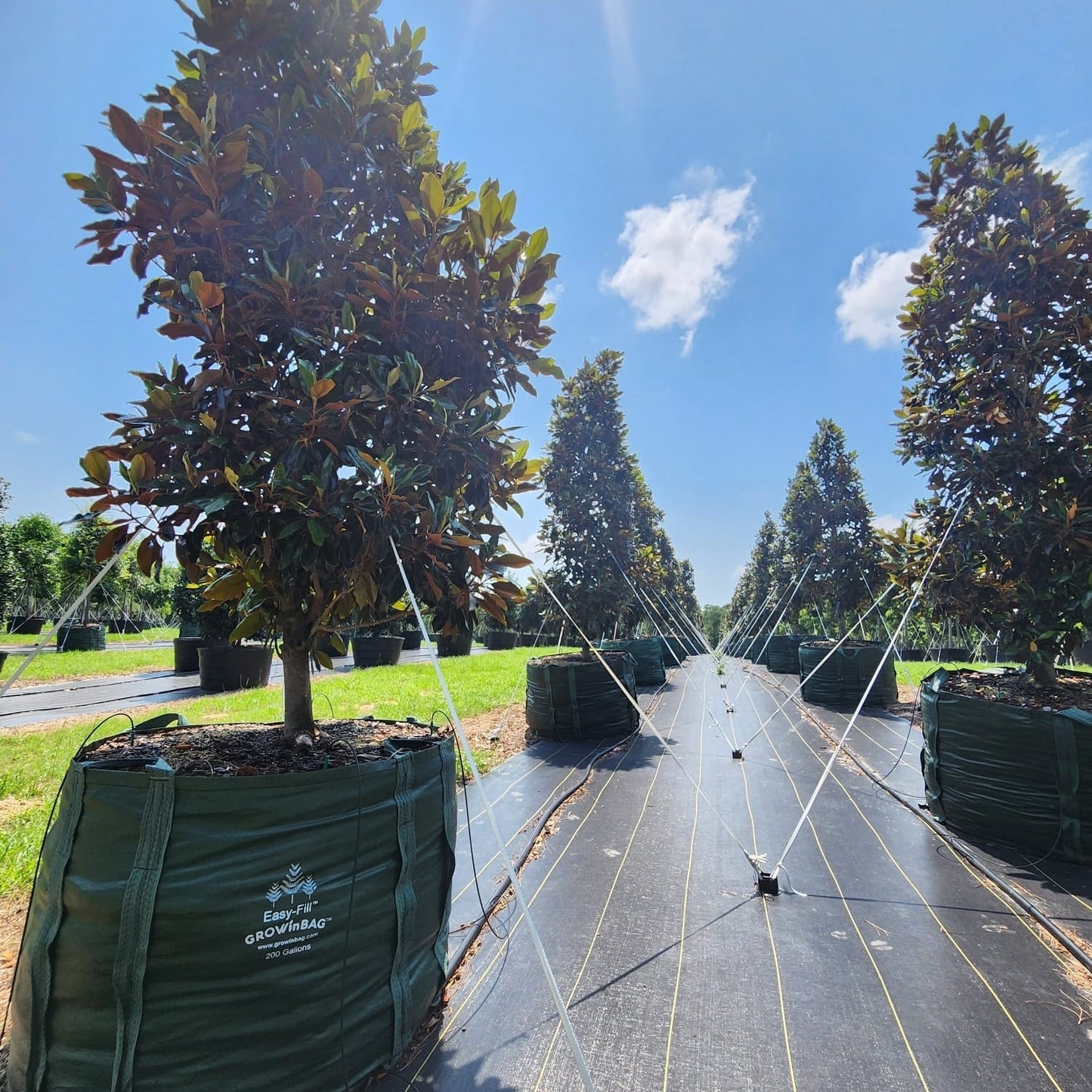 300 litros (80 Galones) Bolsa de Cultivo con 4 asas