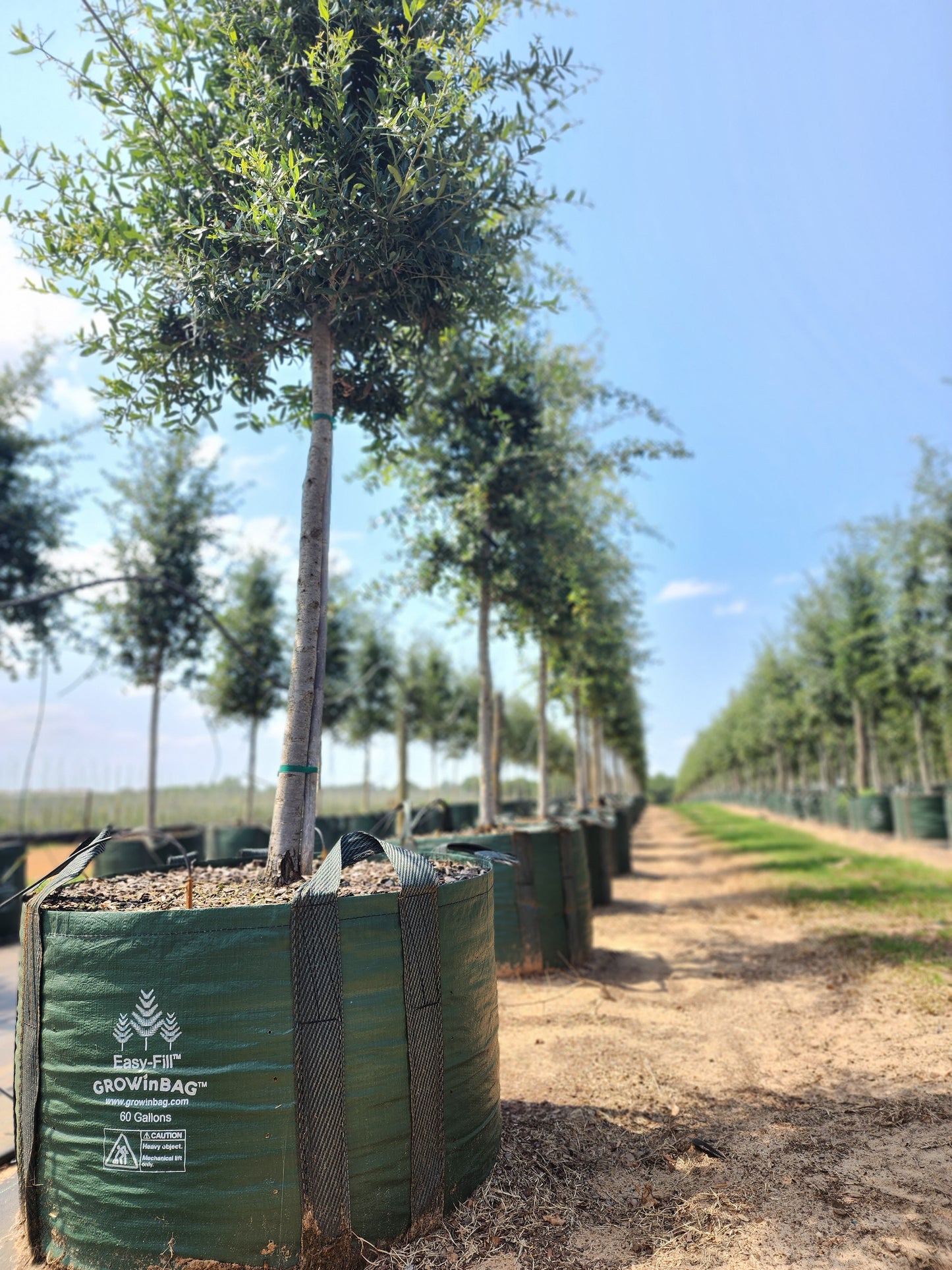 230 litros ( 60 galones) Bolsa de cultivo con 4 asas