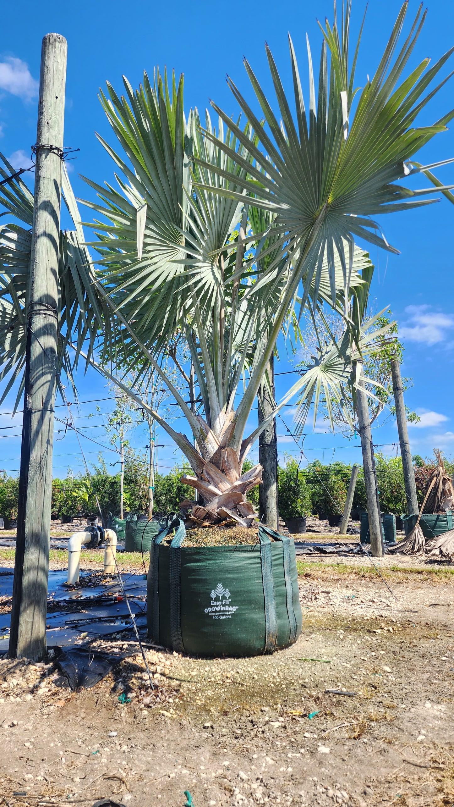750 litros (200 Galones) Bolsas de Cultivo con 4 asas