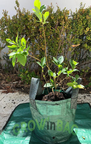 11 litros Bolsa de Cultivo con 2 asas