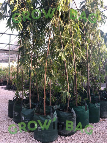 45 litros Bolsas de Cultivo con 2 asas